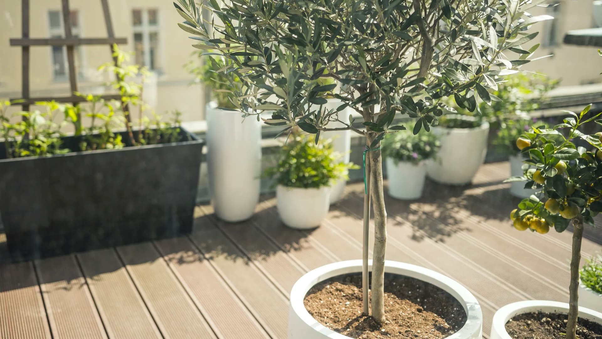 Sevillano Olive Trees - Olive Tree Farm